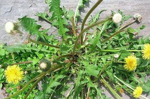 婆婆丁怎么采摘 c03c843c4aa142309d82ac6a7e4367dc.jpeg