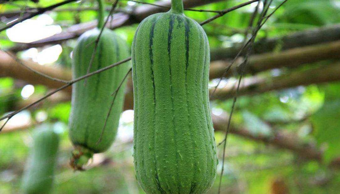 丝瓜 e4d0c36c39a84dd7aae975f0d001c413.jpeg