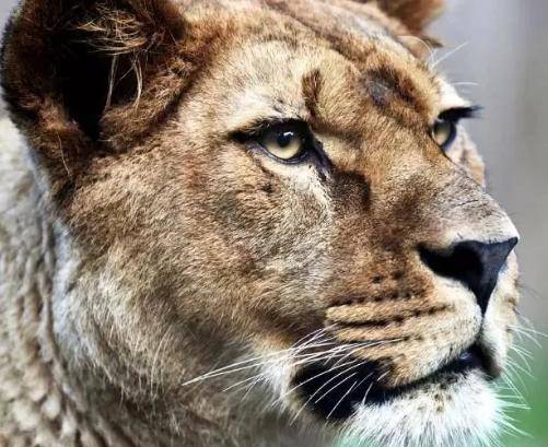 百年前人们让美洲豹非洲狮杂交造出"豹狮兽",动物园成