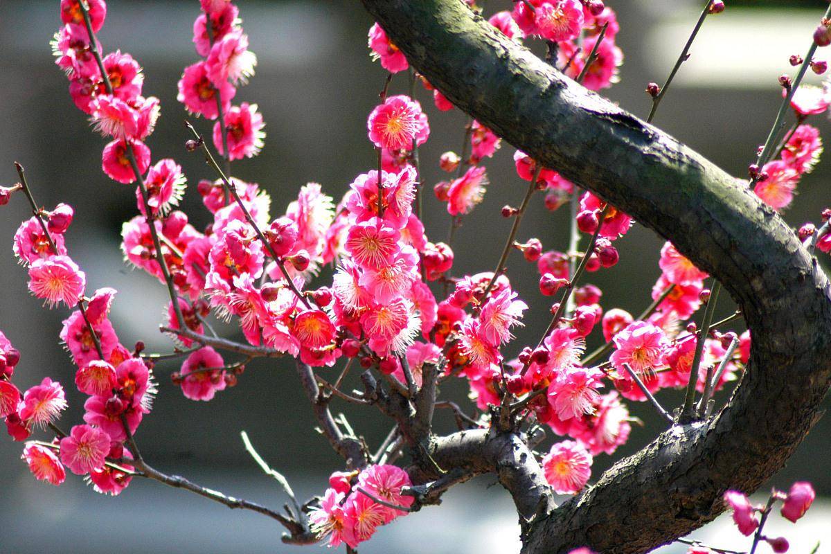 武汉GDP会超越深圳吗_武汉gdp(3)