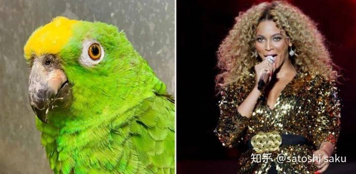 怎么教鹦鹉学说话 c4f015e9ec224acb895b4f60237eab8c.jpeg