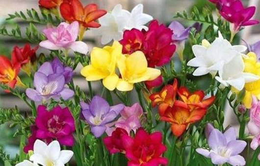 什么花好闻 e785aceccf3144a4bf78ec4ef66758ab.jpeg