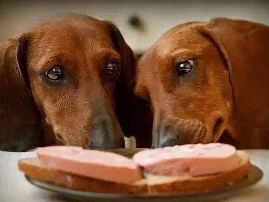 怎么看小猫的年龄体型 1f1f133f0b4c4999ad22744c9becf7e1.jpeg