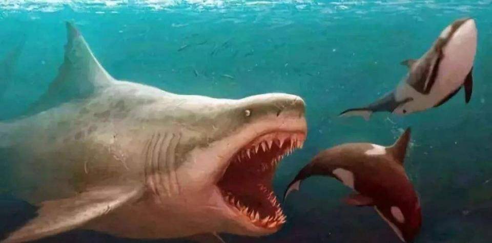 一条巨大的白色鲨鱼,在大西洋西北区域被抓到,号称"海洋女王"