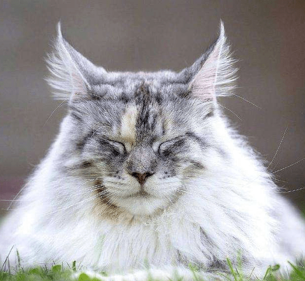 【维诺拉】猫也看面相?猫脸型决定性格差异?
