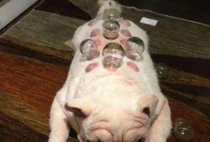 拔罐为啥不黑 8de386090db244e8b29da20b195b80a6.jpeg