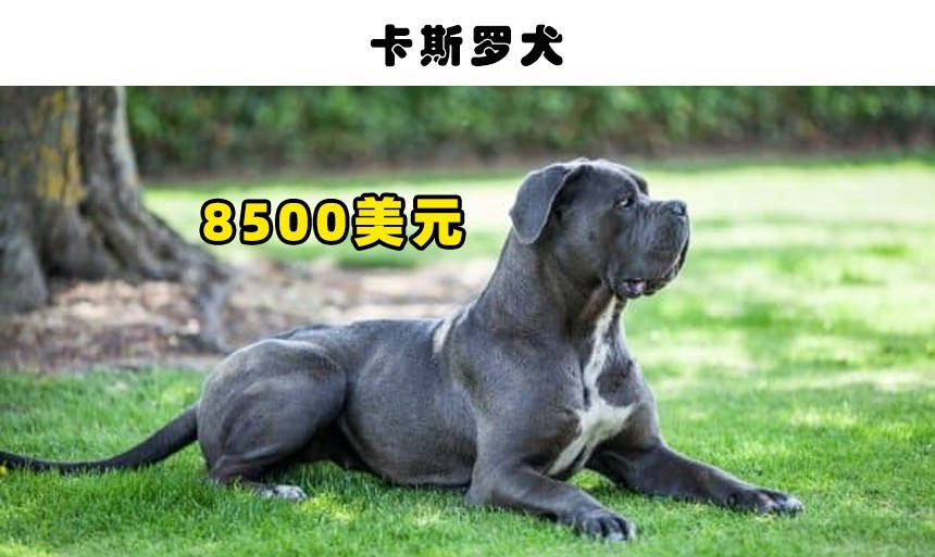 7,卡斯罗犬:8500美元