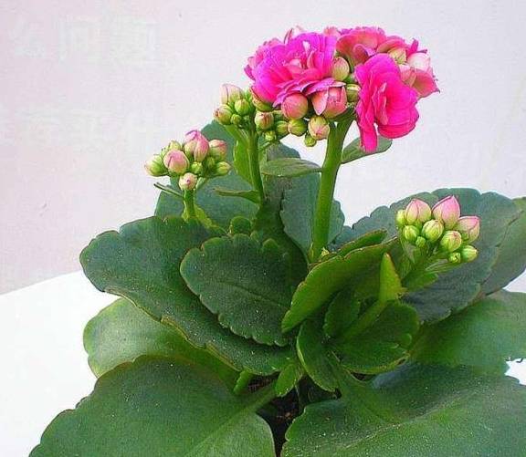 适合家里养的花寓意比较好的 3aa935de8bcc4c66b9f0e038a5143c54.jpeg