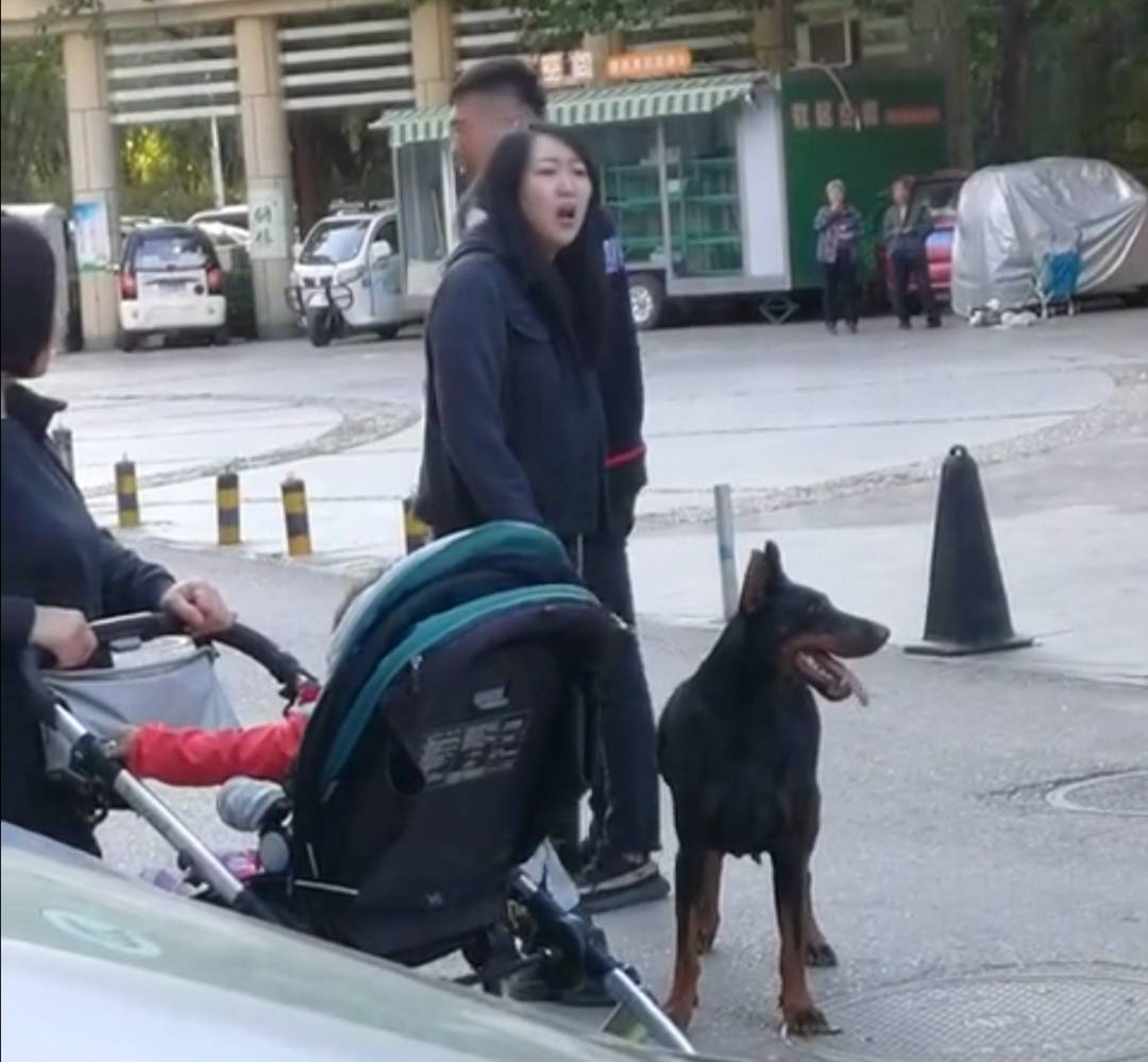 巨型烈性犬|女子遛巨型烈性犬不拴绳吓到大妈，女主人疯狂叫嚣：吓死你