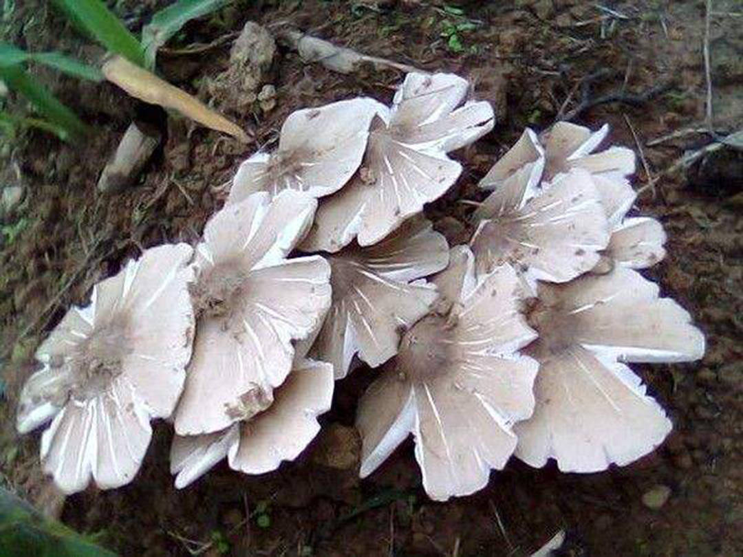 鸡枞菌,就是俗称的伞把菇~在遵义,六盘水等地,人们习惯叫做"三把菇"