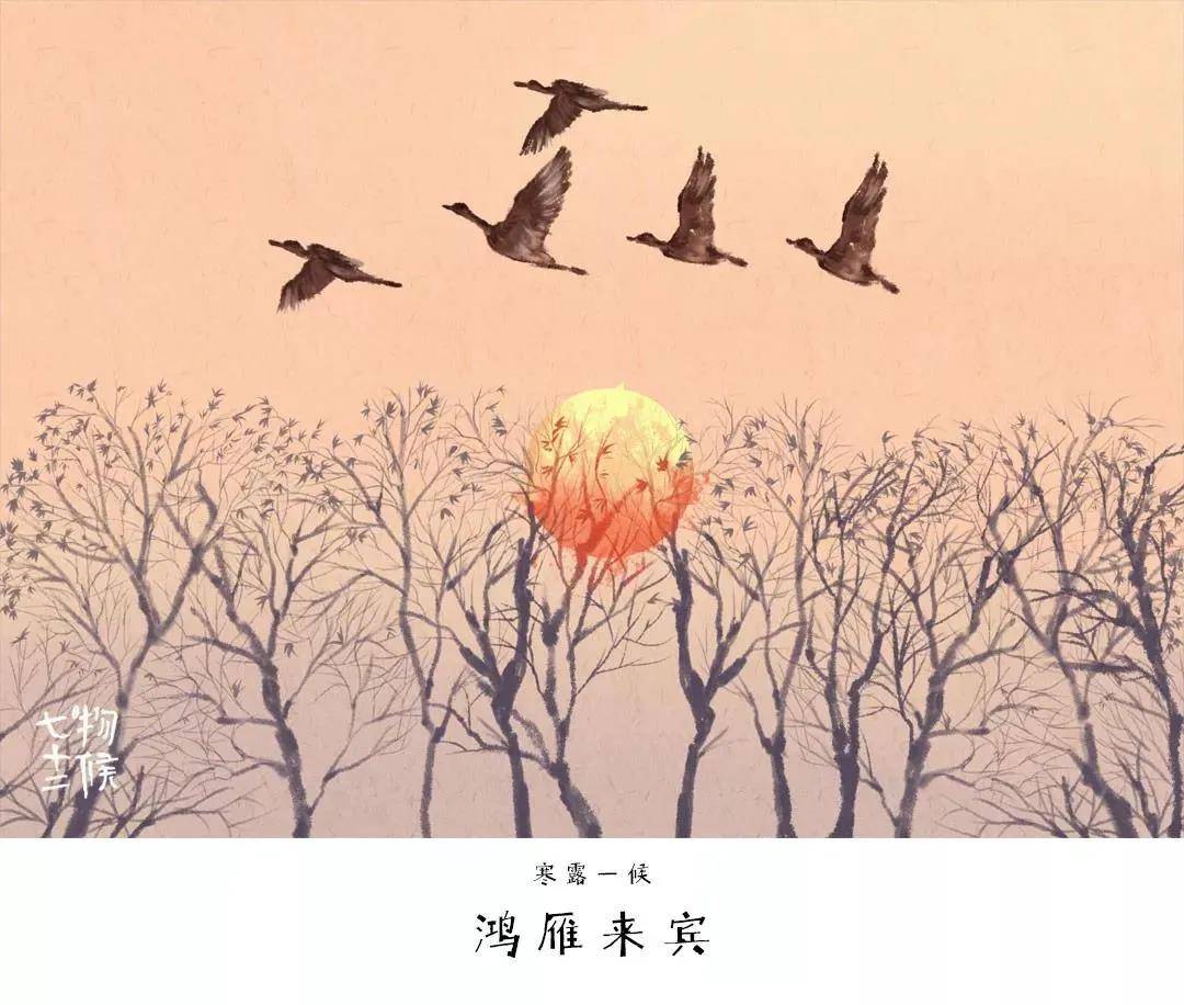 一候鸿雁来宾.