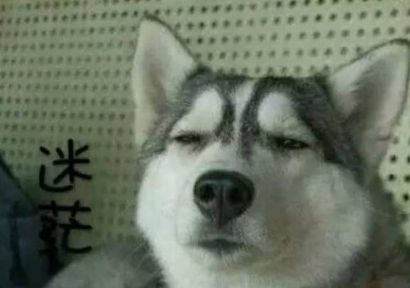 哈士奇排名_哈士奇智商排名(3)