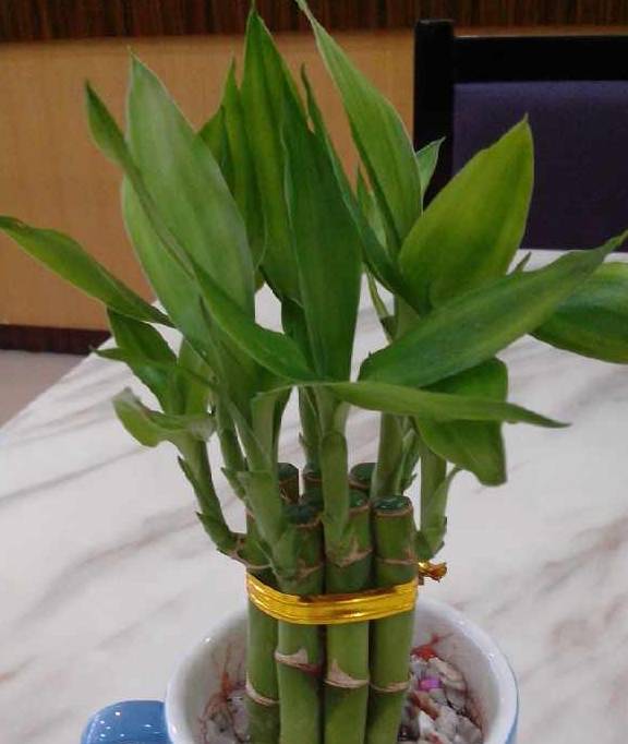 富贵竹几枝促进学业 422748f7048845bf86d6590c46b7e0d1.jpeg