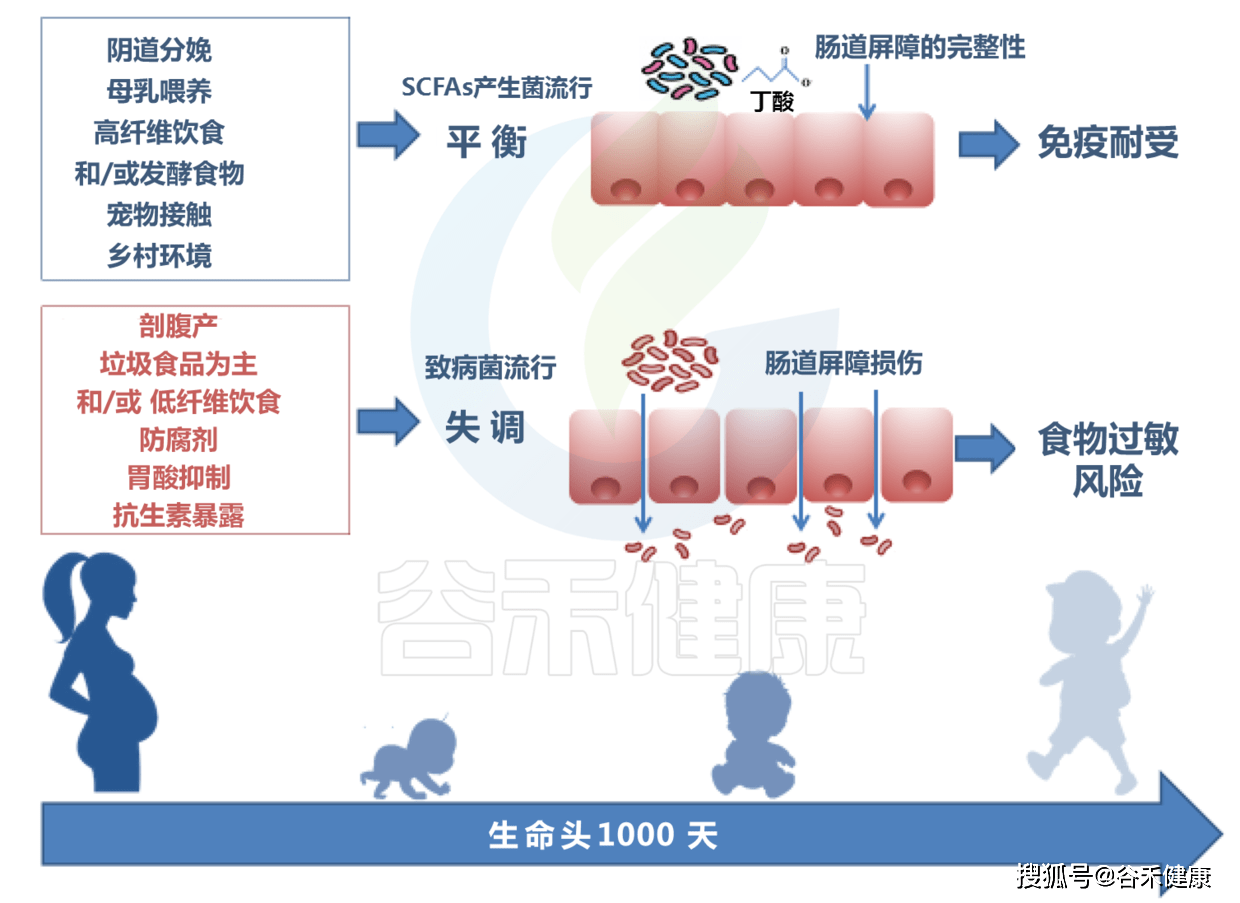 微生物群对三大过敏性疾病发展的影响