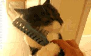 5fcb21921c184a0cb6c79023cb5ab418.jpeg