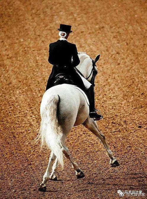 知识科普|马术可以自学成才吗？
