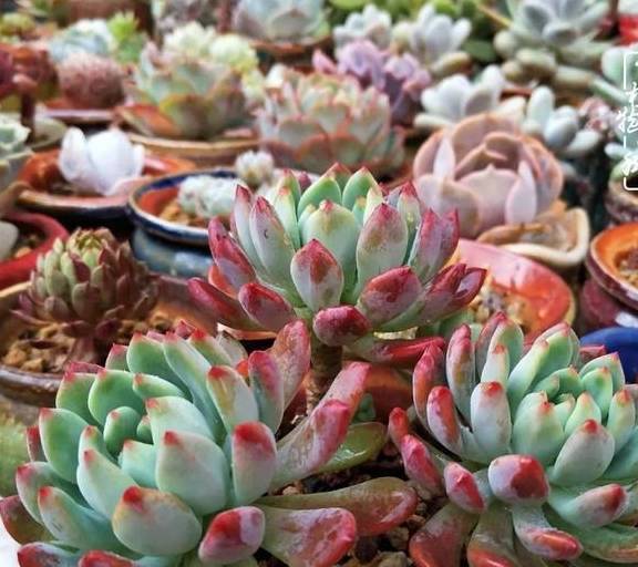 多肉种子生长全过程 a666a2c2889e4ce0b987e1b0c2ca5914.jpeg