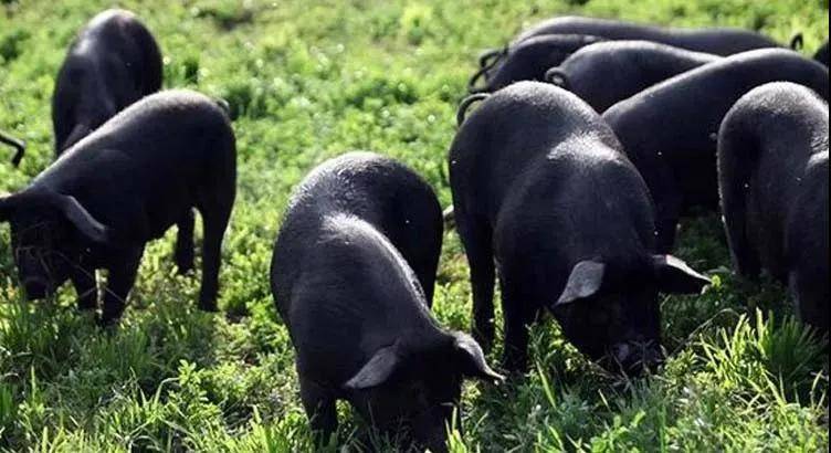 雪花|肥而不腻?这款五花肉绝了!