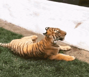 d209b7a144414805b012113e149d36ec.gif