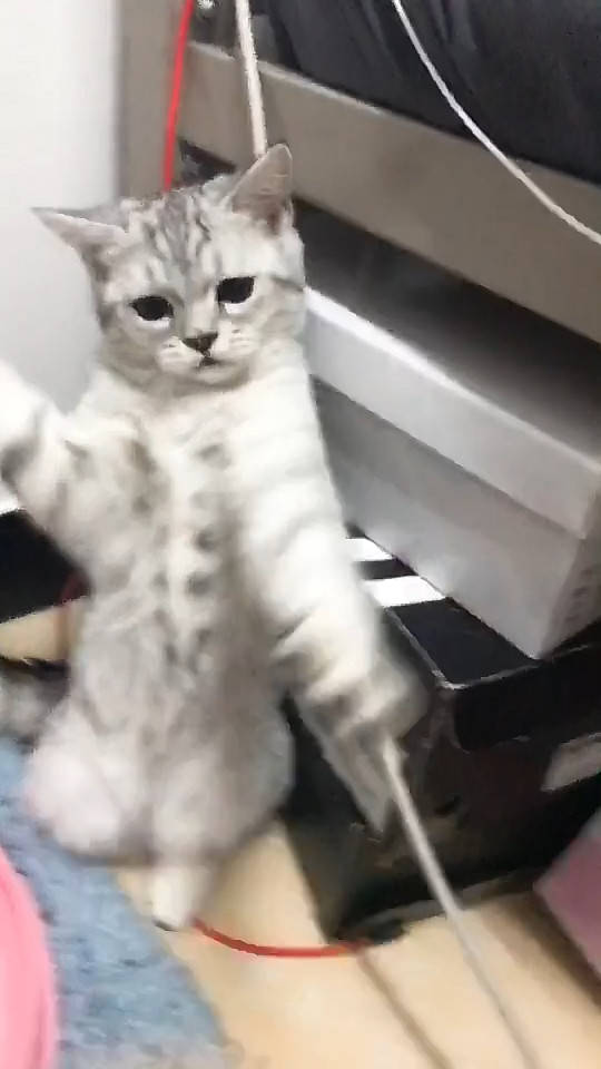 原创主人对猫咪变换手势猫咪的一个可爱反应当场把主人逗乐