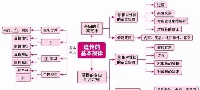 高中生物必修2思维导图(一轮复习)_遗传