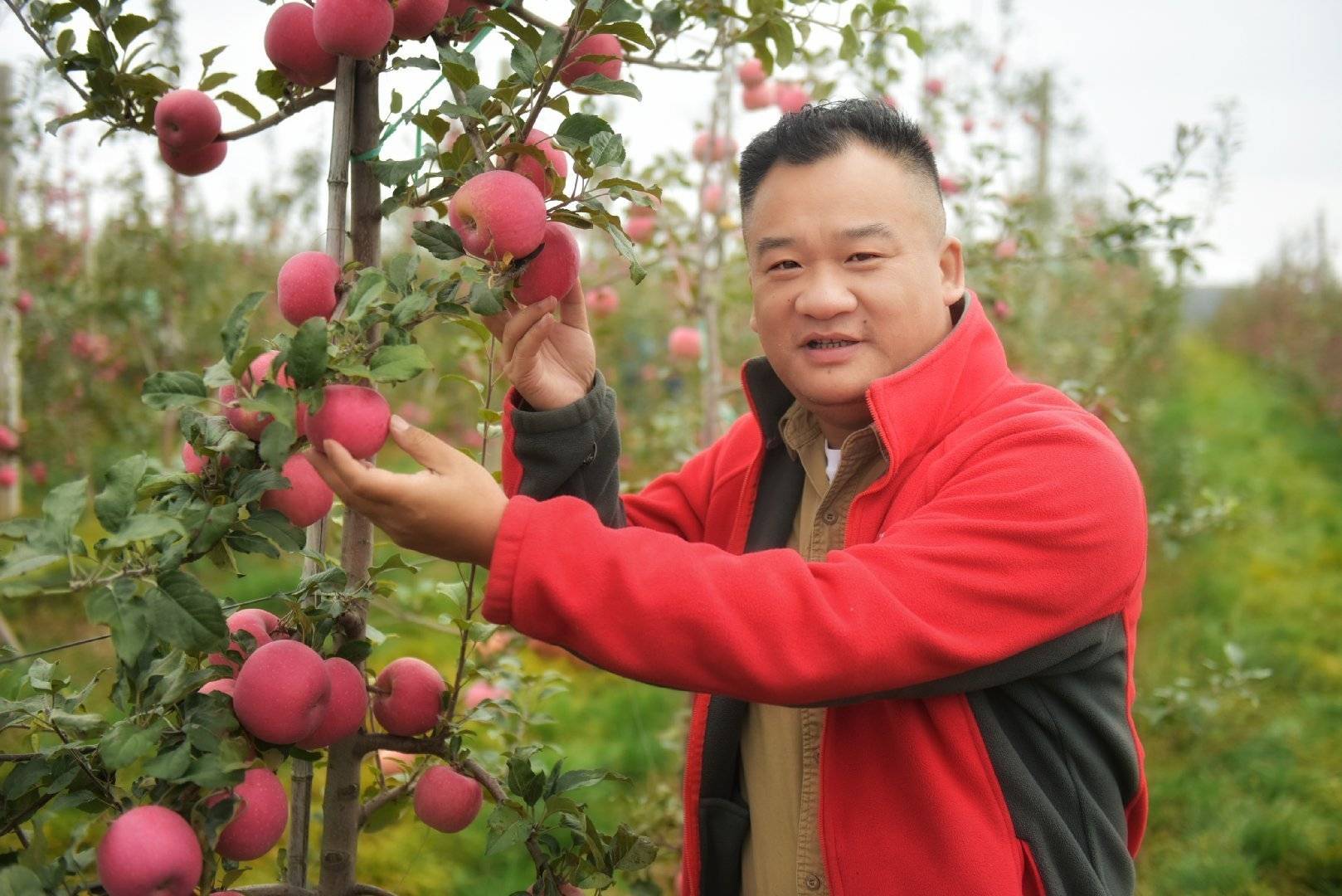 陕西农业|走进中国苹果20强县咸阳旬邑 消费扶贫e起来看马栏红苹果丰景图