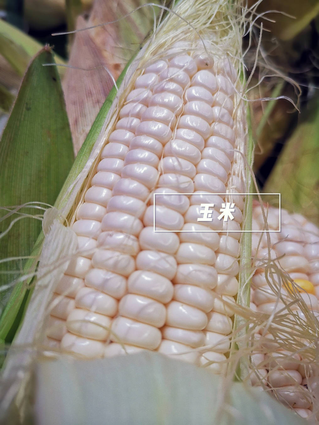 餐食|现在成了可口的零食玉米的变迁史：曾经代表了饱腹的餐食