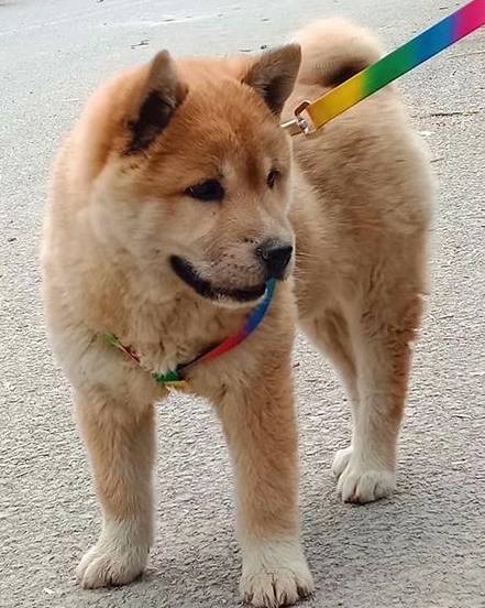 比较便宜的宠物犬种 927a640c8af245f5b7e1816dcc59ad37.jpeg