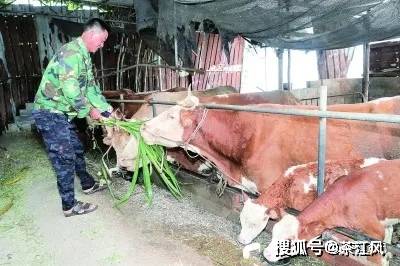 高品质牛羊草料袋 a75f302165154979907a3285d44f5239.jpeg