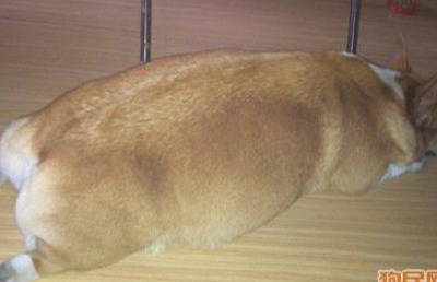 怎么教狗狗恭喜动作 bab077c46c114f4a8374df018b027a59.jpeg