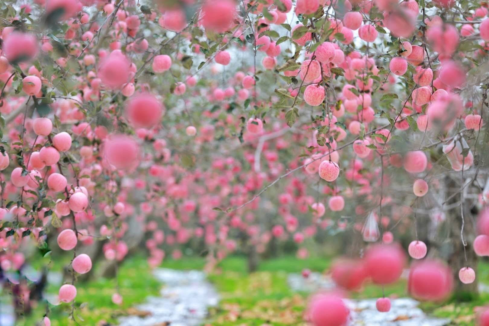 陕西农业|走进中国苹果20强县咸阳旬邑 消费扶贫e起来看马栏红苹果丰景图
