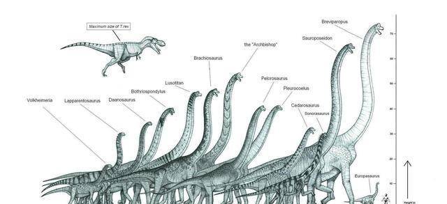 网友绘制各种古生物"合体图,比例鲜明,看看古生物谁大谁小