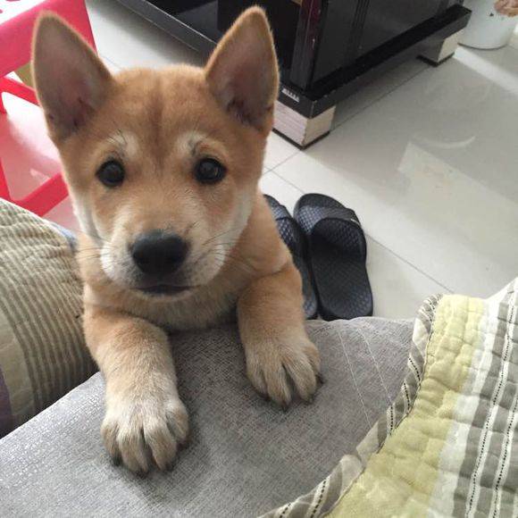 好一点的中华田园犬品种 0e379a1e7a884eca9285cf6c6d170d6b.jpeg