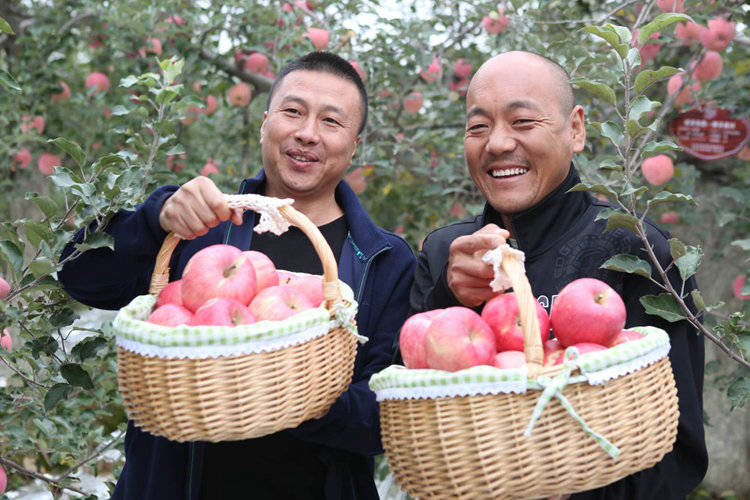 陕西果业|“延安有我一棵苹果树”当个快乐的都市农夫，你愿意认领吗？