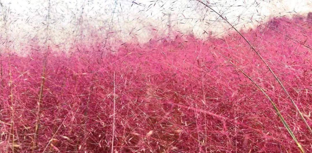 永城惊现粉色花海!赶快去打卡