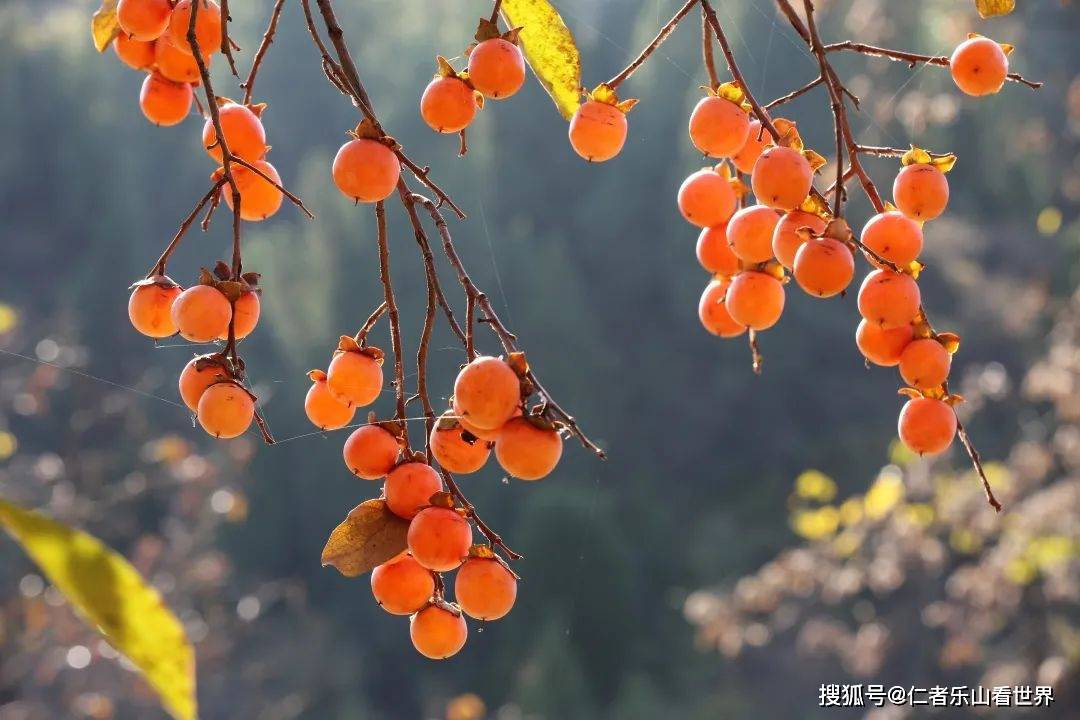 印证了柿子是一种真正土生土长的中国水果 浙江良渚文化遗址出土了