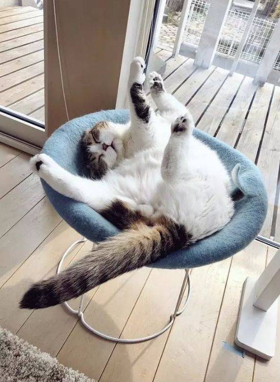 猫咪睡着后,姿势真的辣眼睛,羞羞脸