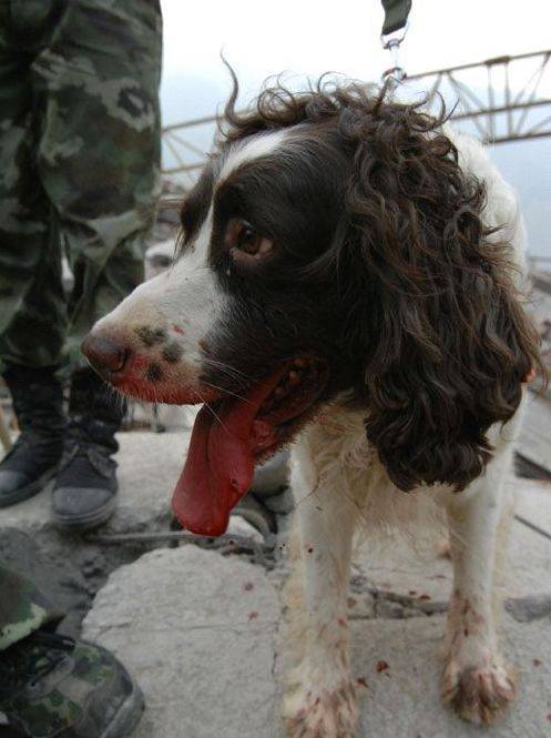 至今为止，它是汶川地震唯一仅存的搜救英雄犬