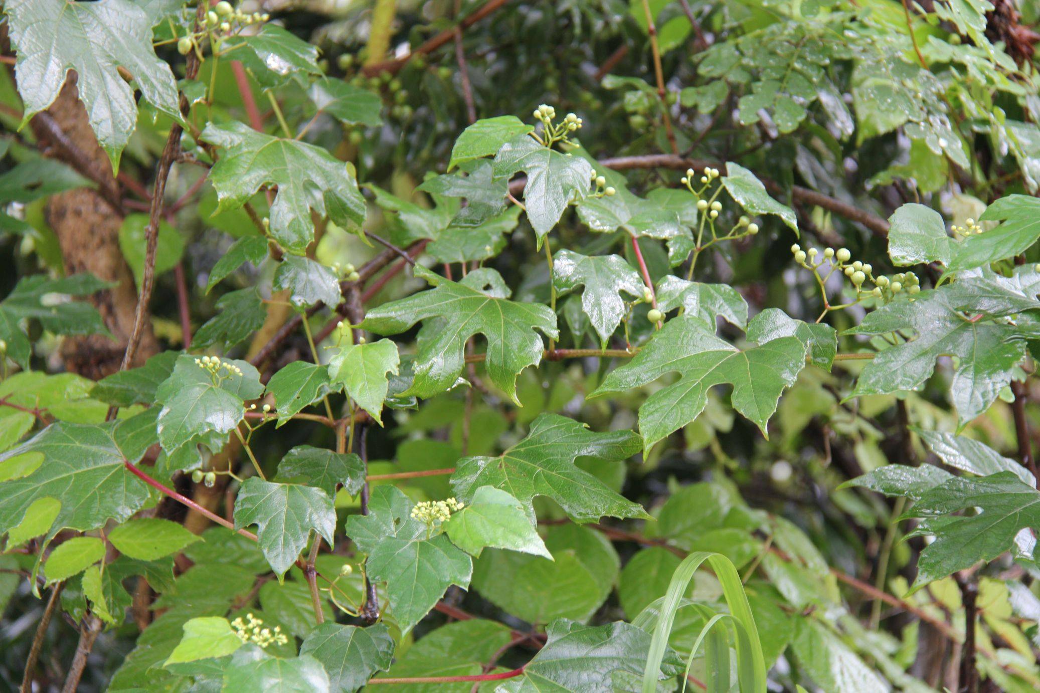 庆元植物1286-葡萄科-蛇葡萄属-异叶蛇葡萄