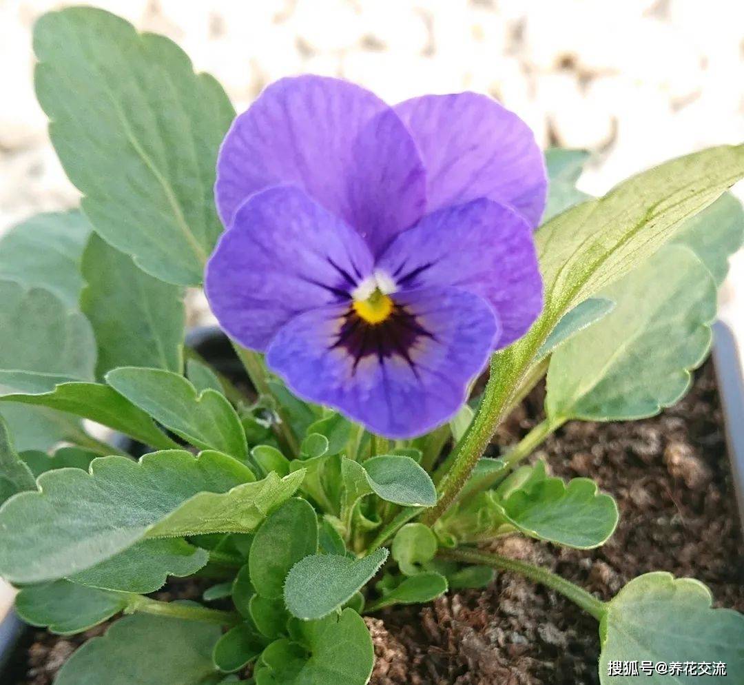 原创秋季播种培育角堇湿纸巾催芽从育苗到植株打理轻松养好草花