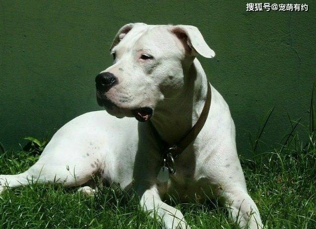 原创南美洲的两大彪悍猛犬，被称为勇敢无畏、霸气逼人的铁血硬汉