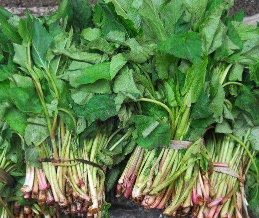 可以食用的野菜图片和功效 28c94c710ce845a3ba885ec9dbf08a33.jpeg