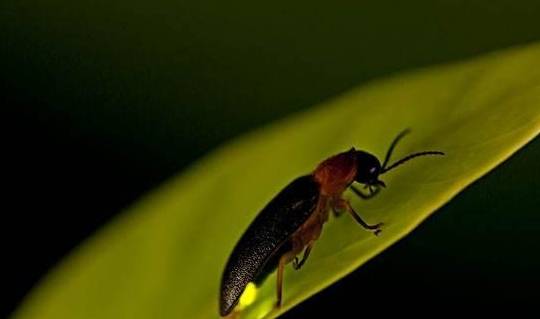 萤火虫的尾部为什么会发光