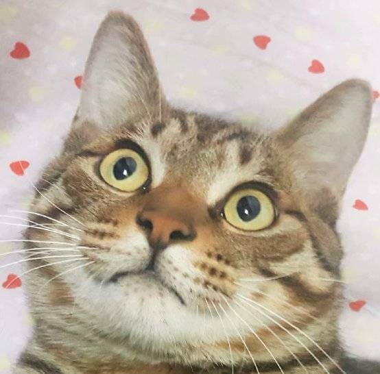 c3cc1f6d48424409bd3ac0e48574f50d.jpeg