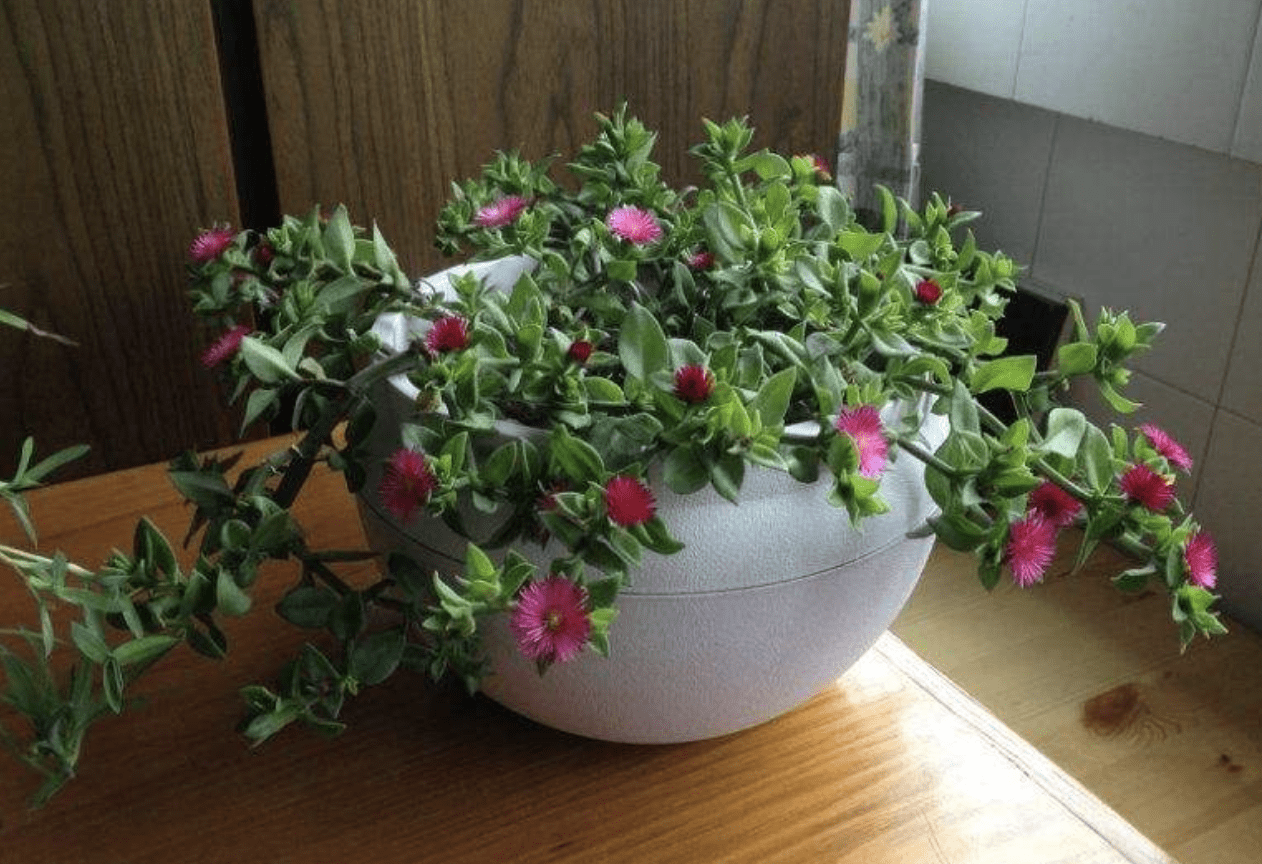 什么时候种花种 328a197774404b5280a7b1de3e41a382.png