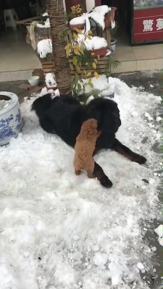 看着坐在雪堆上的大藏獒和小小的泰迪,组成了一副身高差的画面.