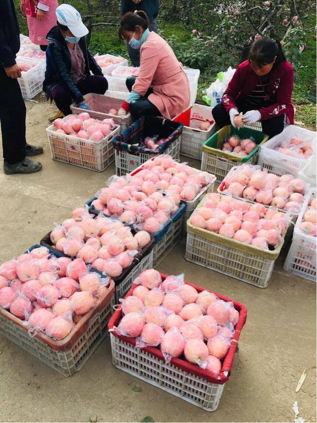 红富士|陕西乾县红富士苹果：产销两旺劲头足，红红火火又一年