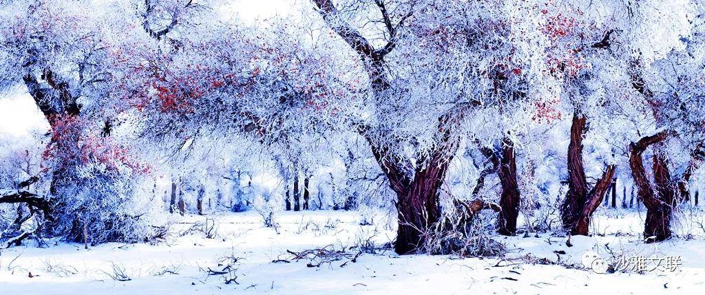 活动|沙雅十六万元摄影大奖等您拿!