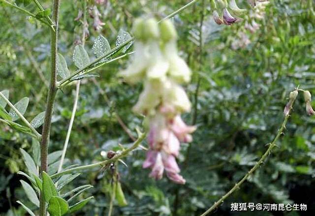 中药材黄芪用什么肥料可以生根?黄芪壮根膨大叶面喷什么?