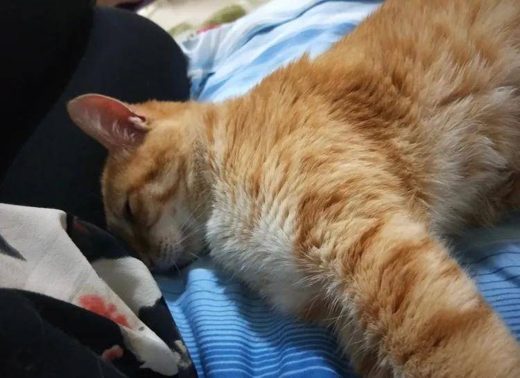 怎么给猫猫做床 dfdf6cfdd71b4f8bb4970e161ef2c162.jpeg